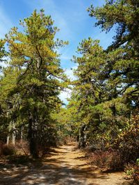 Footpath amidst trees