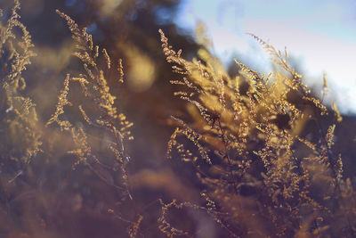 Close-up of plants against sky