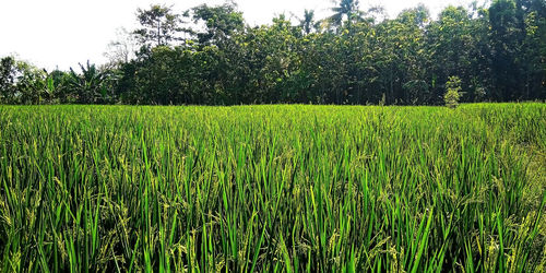Crops growing on field