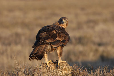 Close-up of a bird on field