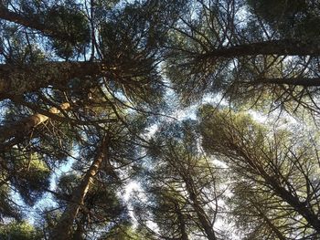 Low angle view of tree