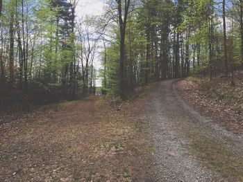 Road amidst trees in forest