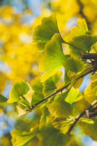 Close-up of yellow flowering plant leaves
