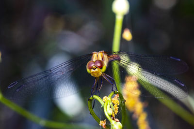 Close-up of dragonfly on leaf