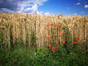 Scenic view of poppy field against sky