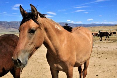 Horses standing in ranch