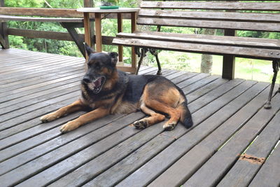 Dog sitting on wooden bench