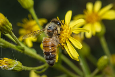 Close-up of insect on yellow flower