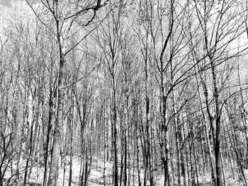 Low angle view of bare trees in forest