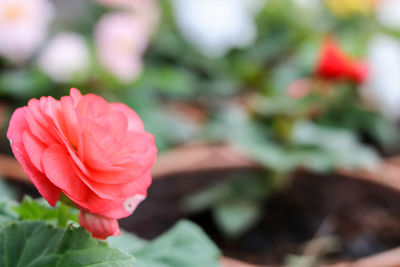 Close-up of pink flower blooming outdoors