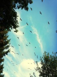 Low angle view of birds flying in sky