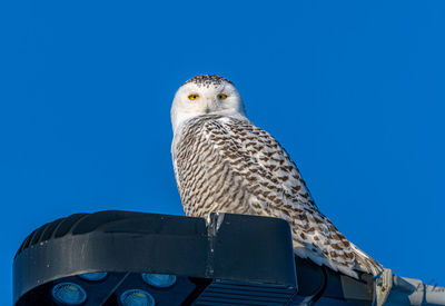 Low angle view of owl against clear blue sky