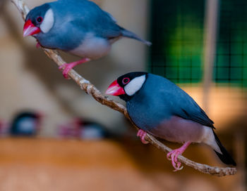 Close-up of parrot perching on branch