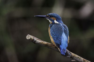 Close-up of bird perching on branch