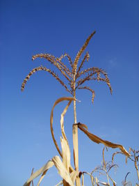 Low angle view of corn crop against sky