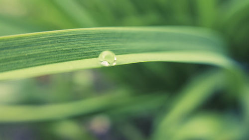 Close-up of water drop on leaf