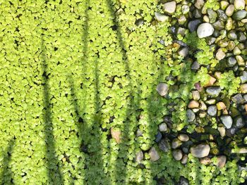 High angle view of plants growing in pond