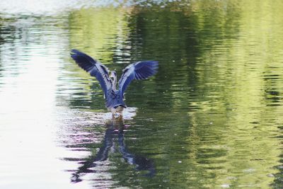 Bird flying over lake