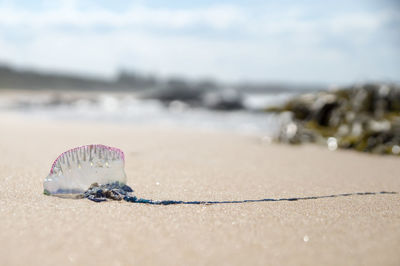 Close-up of shells on beach