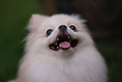 Close-up of a small light brown ponerabian dog