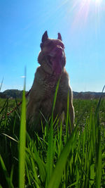 View of dog on field against sky