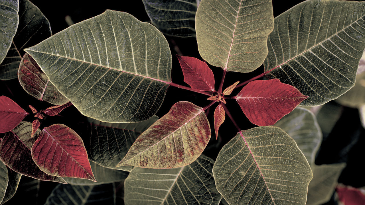 CLOSE-UP OF LEAVES IN PLANT