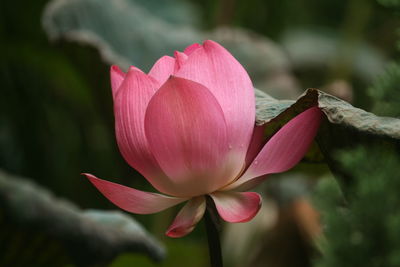 Close-up of pink lotus 