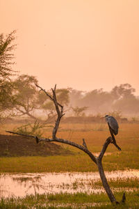 Bird perching on bare tree during sunset