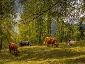 Cows relaxing themselves. great light and peaceful atmosphere