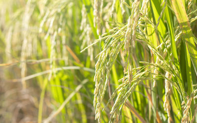 Close-up of wheat growing on field