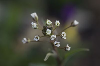 Close-up of flower buds at park