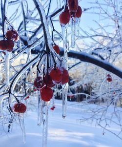 Close-up of red wall