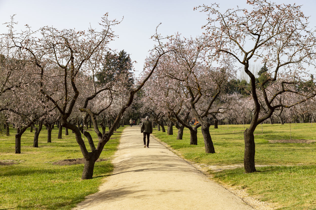 plant, tree, nature, blossom, flower, beauty in nature, landscape, sky, springtime, grass, environment, growth, footpath, scenics - nature, cherry blossom, road, land, outdoors, field, day, the way forward, spring, flowering plant, tranquility, almond tree, rural scene, transportation, freshness, tranquil scene, branch, treelined, travel, agriculture, rural area, no people, diminishing perspective, travel destinations, park, non-urban scene, tourism