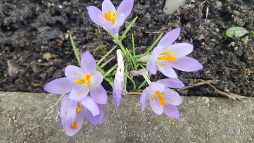 Close-up of purple flower