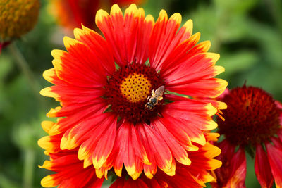 Close-up of red flower