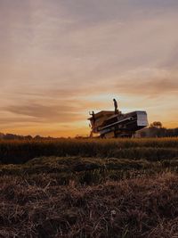 Harvest rice at sunset
