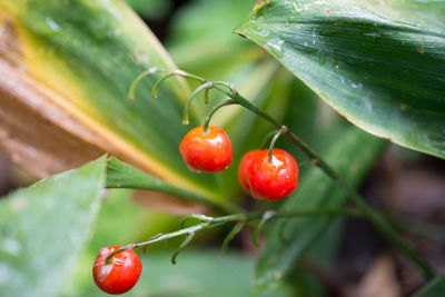 Close-up of red berries growing on plant