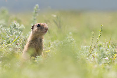 Squirrel on a field