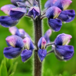 Close-up of purple flowers