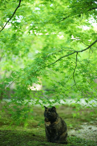 A tortoiseshell cat sitting in japanese garden at fresh green season