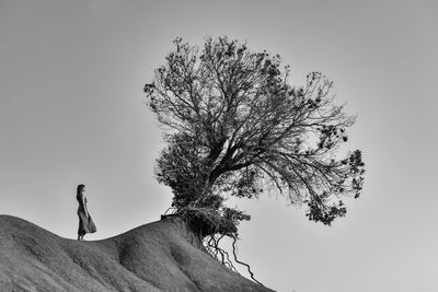 Low angle view of tree against clear sky