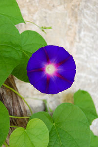 Close-up of purple flowering plant