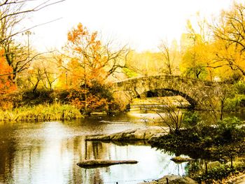 Bridge over river in forest