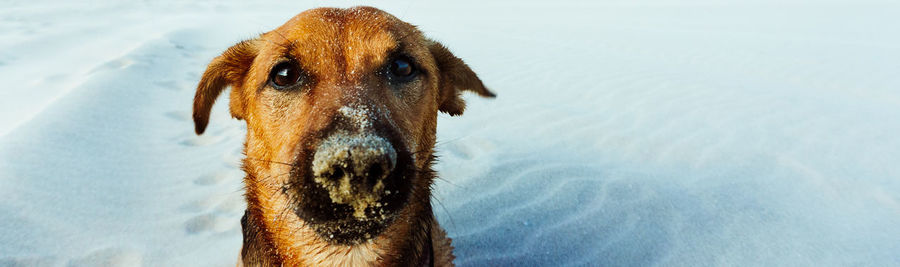 Close-up of dog looking away