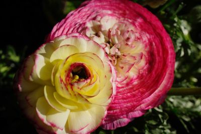 Close-up of pink rose