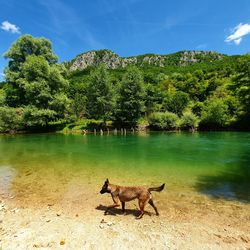 View of a horse in the lake