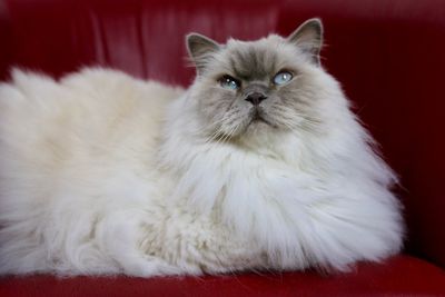 Portrait of cat sitting on red sofa