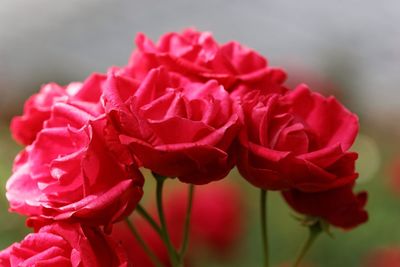 Close-up of pink rose