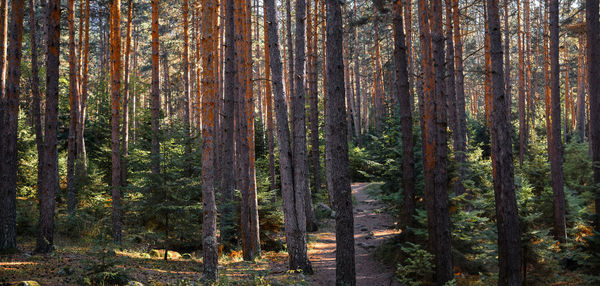 Pine forest in the morning sun, forest baths, health restoration, idea for background. 