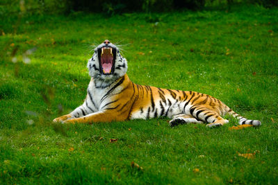 Tiger sitting on grassy field by tree